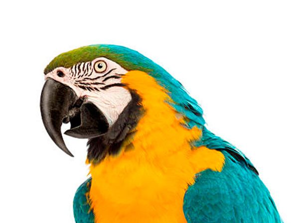 aves  loros papagayos veterinario urgencias mascotas especialistas en exóticos  almería conejo hurón
