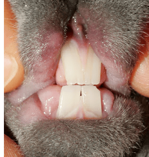 examen de la cavidad bucal del conejo. incisivos y molares