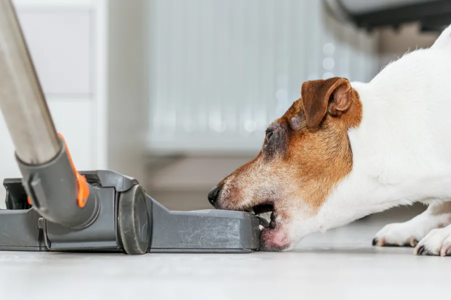 Electrodomésticos que estresan y asustan a los perros. El  ruido de la aspiradora es de los sonidos que más detestan.
