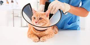 collar isabelino. Hay diversas medidas en función de las dimensiones de tu mascota. Protegen las suturas tras las cirugías