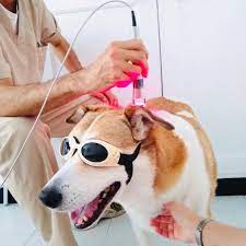 sesión de lasereterapia en un paciente tras las cirugías. El precio de la laserterapia es optativo
