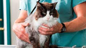 Paciente felino acude a sus vacunaciones.