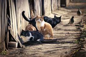 colonias y gatos abandonados, uno de los motivos para recomendar castración de gatos. motivos para castrar a tu gato