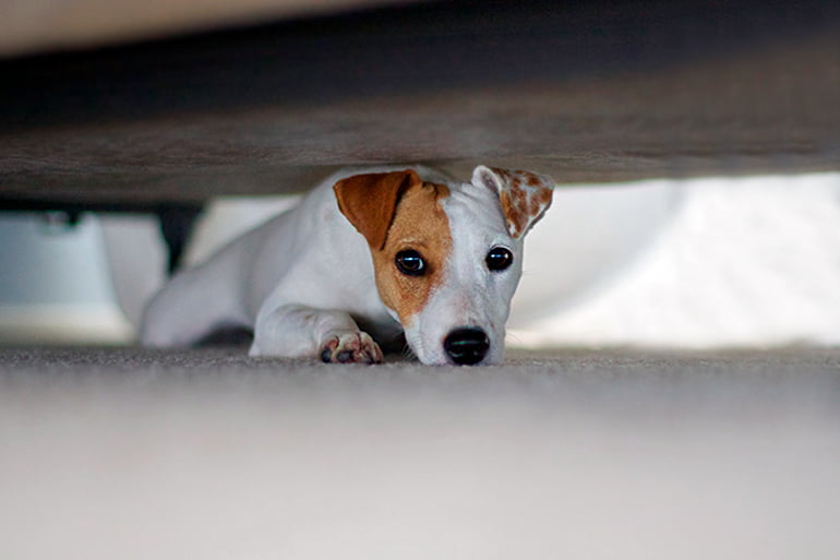 Perro escondido bajo la cama asustado por ruidos