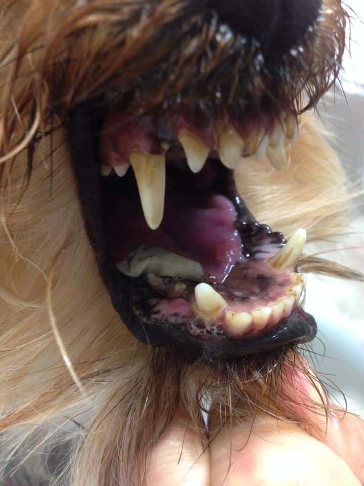 Necrosis en la lengua. Pérdida parcial de la lengua en perro. La peligrosidad de la procesionaria del pino es evidente.