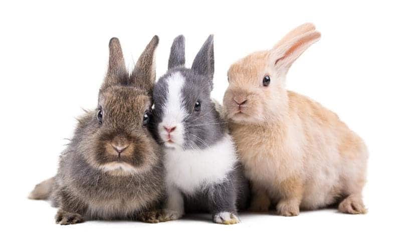 Conejos de diferentes capas