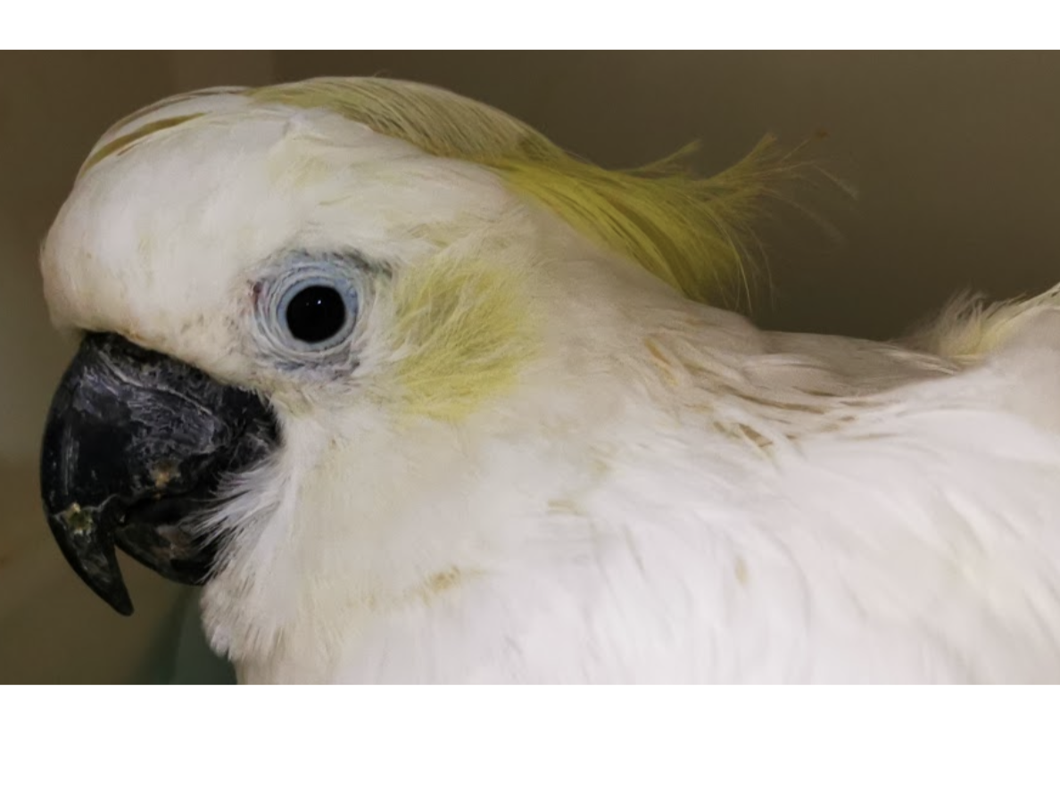 Aspecto del plumaje de una cacatúa adulta afectada de forma crónica por la enfermedad del pico y de las plumas de los loros